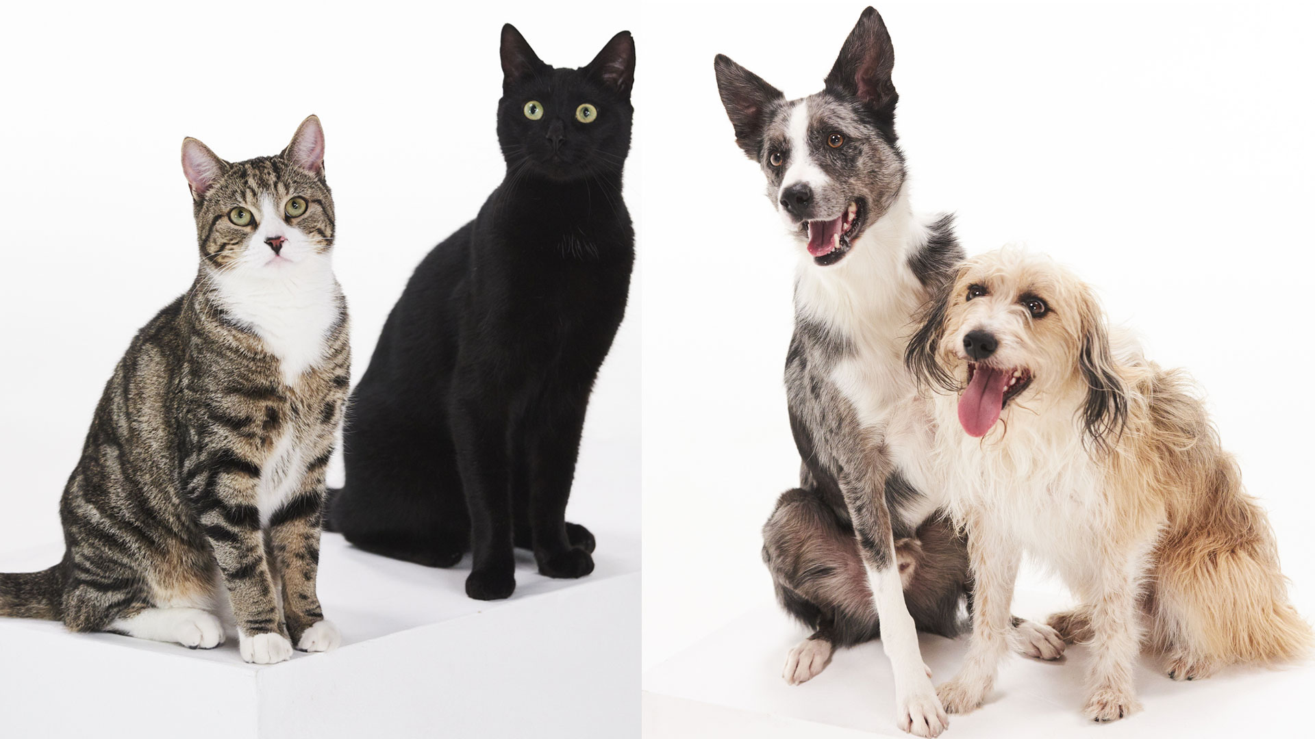 What science says about human relationship with cats and dogs’ love.