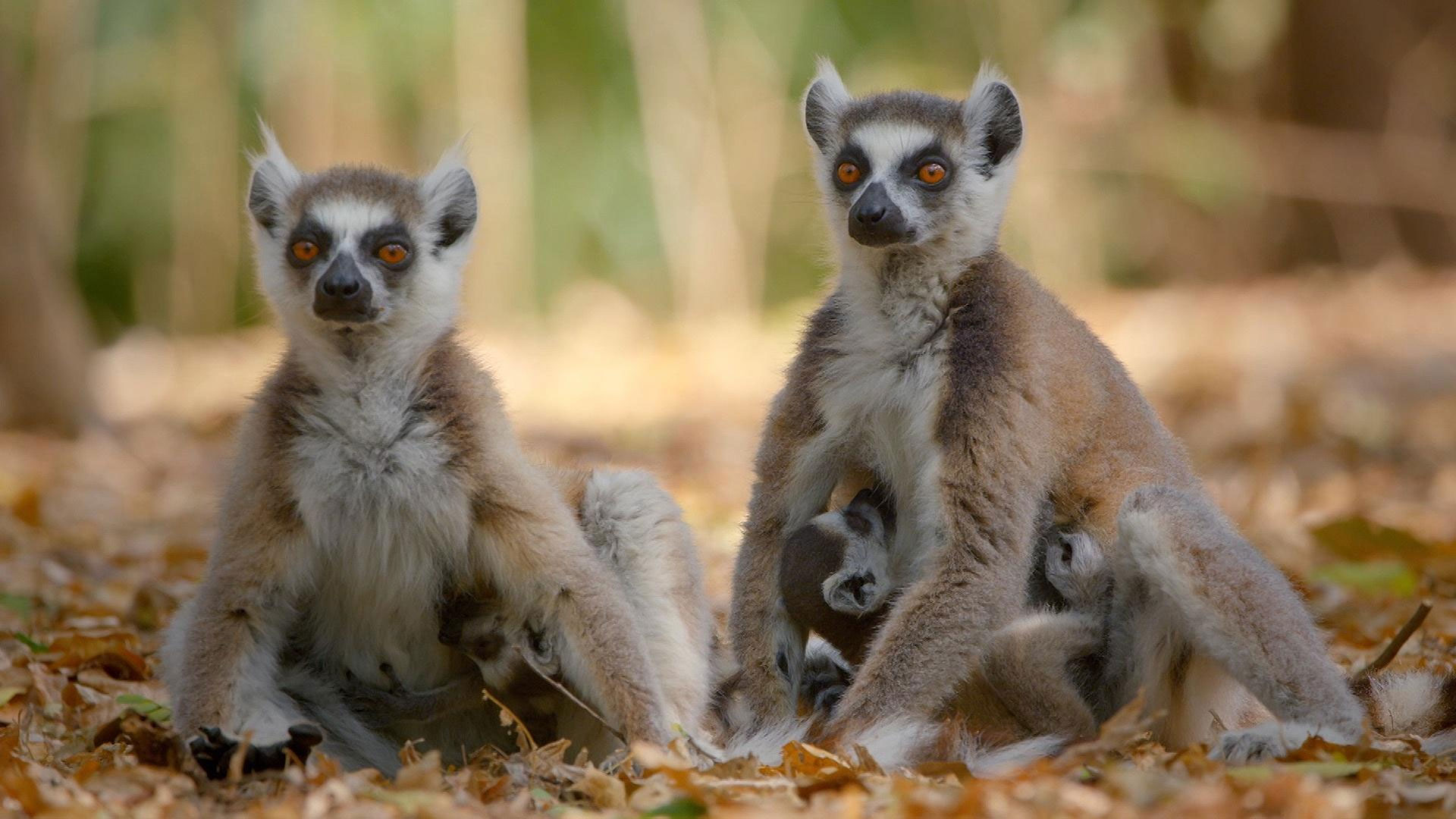 Family is everything for primates. Meet devoted monkeys' uncles and playmate apes.