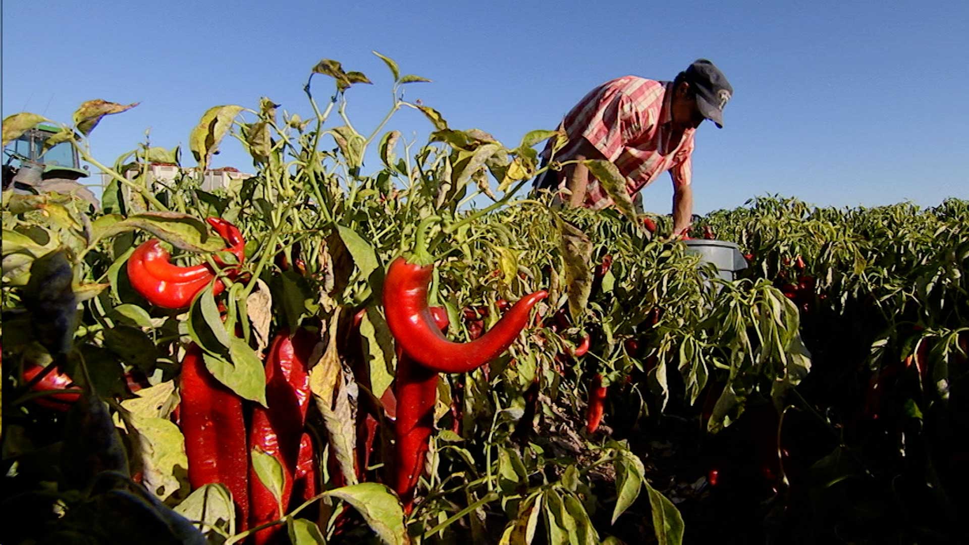 An orchard recovers from a fire, and a small farm focuses on culturally relevant foods.